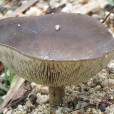 Unidentified Cap on a stem; gills below cap [mushrooms or mushroom-like] at QPRC LGA - 27 Jun 2020 by SandraH