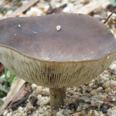 Unverified Cap on a stem; gills below cap [mushrooms or mushroom-like] at Northangera, NSW - 27 Jun 2020 by SandraH