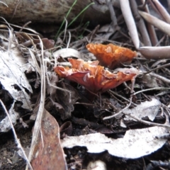 Podoscypha petalodes at Northangera, NSW - 27 Jun 2020