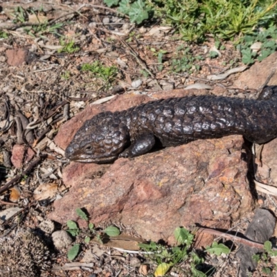 Tiliqua rugosa (Shingleback Lizard) at Goorooyarroo NR (ACT) - 26 Jun 2020 by Kerri-Ann
