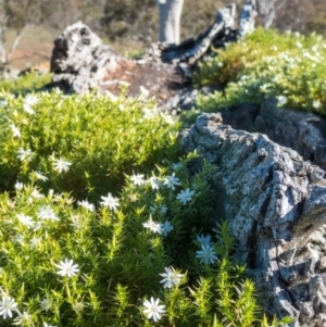 Stellaria pungens at Amaroo, ACT - 26 Jun 2020