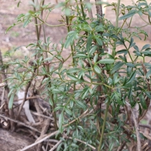 Clematis leptophylla at Majura, ACT - 26 Jun 2020