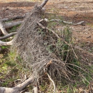 Clematis leptophylla at Majura, ACT - 26 Jun 2020