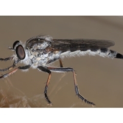 Cerdistus sp. (genus) (Slender Robber Fly) at Ainslie, ACT - 12 Jan 2020 by jb2602