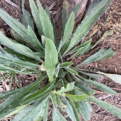 Cynoglossum australe (Australian Forget-me-not) at Hughes Grassy Woodland - 27 Jun 2020 by KL