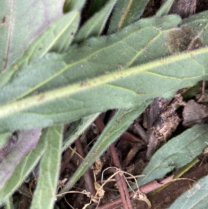 Cynoglossum australe at Deakin, ACT - 27 Jun 2020 02:22 PM