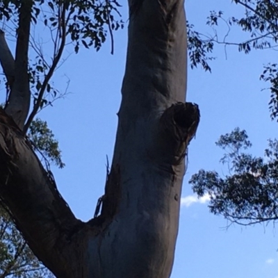 Native tree with hollow(s) (Native tree with hollow(s)) at Batemans Marine Park - 27 Jun 2020 by nickhopkins