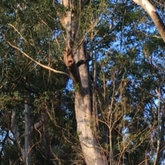 Native tree with hollow(s) (Native tree with hollow(s)) at Batemans Marine Park - 27 Jun 2020 by nickhopkins