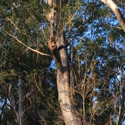 Native tree with hollow(s) (Native tree with hollow(s)) at Batemans Marine Park - 27 Jun 2020 by nickhopkins