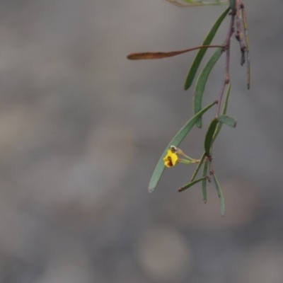 Daviesia mimosoides subsp. mimosoides at Wamboin, NSW - 20 Apr 2020 by natureguy