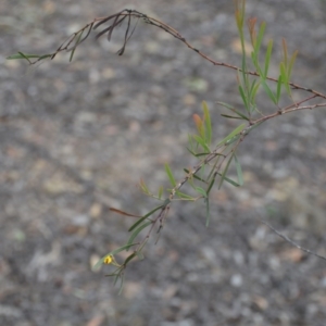 Daviesia mimosoides subsp. mimosoides at Wamboin, NSW - 20 Apr 2020