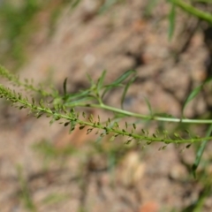 Lepidium africanum (Common Peppercress) at Wamboin, NSW - 22 Apr 2020 by natureguy