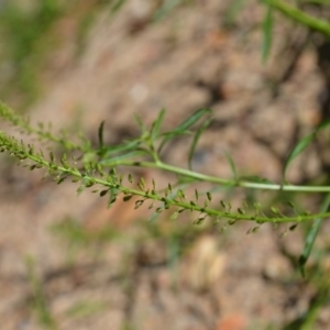 Lepidium africanum at Wamboin, NSW - 22 Apr 2020