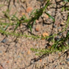 Lepidium africanum at Wamboin, NSW - 22 Apr 2020 02:11 PM