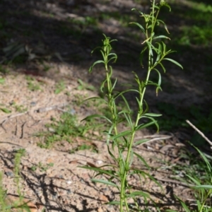 Lepidium africanum at Wamboin, NSW - 22 Apr 2020