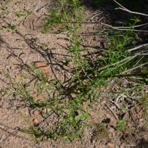 Lepidium africanum at Wamboin, NSW - 22 Apr 2020