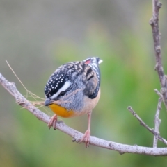 Pardalotus punctatus (Spotted Pardalote) at Broulee, NSW - 27 Jun 2020 by Gee