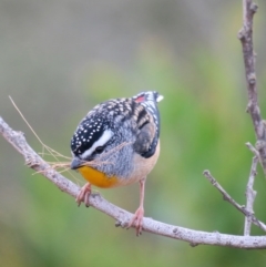 Pardalotus punctatus (Spotted Pardalote) at Broulee Moruya Nature Observation Area - 26 Jun 2020 by Gee