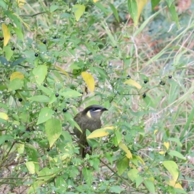 Meliphaga lewinii (Lewin's Honeyeater) at Broulee Moruya Nature Observation Area - 22 Jun 2020 by Gee