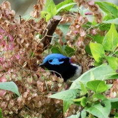 Malurus lamberti (Variegated Fairywren) at Jeremadra, NSW - 22 Jun 2020 by Gee