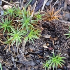 Polytrichaceae sp. (family) (A moss) at Bruce Ridge to Gossan Hill - 24 Jun 2020 by JanetRussell