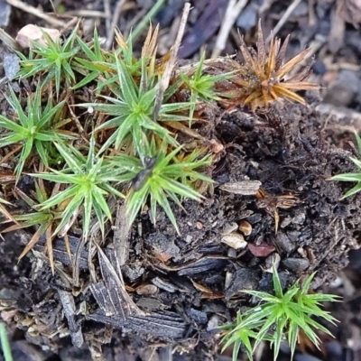 Polytrichaceae sp. (family) (A moss) at Bruce Ridge to Gossan Hill - 24 Jun 2020 by JanetRussell