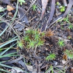 Polytrichaceae sp. (family) at Bruce, ACT - 24 Jun 2020