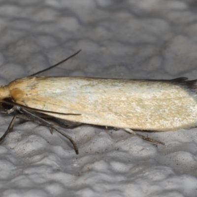 Telocharacta metachroa (A concealer moth) at Ainslie, ACT - 12 Jan 2020 by jb2602