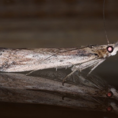 Faveria tritalis (Couchgrass Webworm) at Ainslie, ACT - 12 Jan 2020 by jb2602