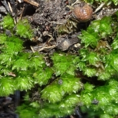 Rosulabryum sp. (A moss) at Bruce, ACT - 24 Jun 2020 by JanetRussell