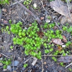 Rosulabryum sp. at Bruce, ACT - 24 Jun 2020