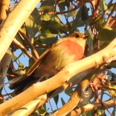 Petroica rosea (Rose Robin) at McQuoids Hill - 27 Jun 2020 by HelenCross