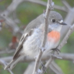 Petroica boodang (Scarlet Robin) at Tuggeranong DC, ACT - 27 Jun 2020 by HelenCross