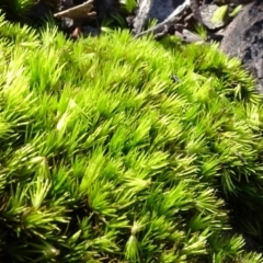 Campylopus (A moss) at Bruce Ridge to Gossan Hill - 27 Jun 2020 by JanetRussell