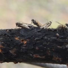 Helina sp. (genus) (Muscid fly) at McQuoids Hill - 27 Jun 2020 by HelenCross