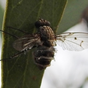 Entomophthora sp. (genus) at Tuggeranong DC, ACT - 27 Jun 2020