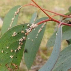 Eriococcidae sp. (family) (Unidentified felted scale) at Tuggeranong DC, ACT - 27 Jun 2020 by HelenCross