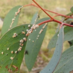 Unidentified Scale insect or Mealybug (Hemiptera, Coccoidea) at Tuggeranong DC, ACT - 27 Jun 2020 by HelenCross