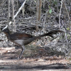 Menura novaehollandiae at Paddys River, ACT - 25 Jun 2019