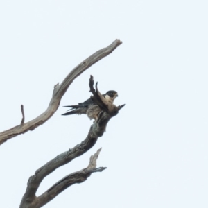 Falco peregrinus at Stromlo, ACT - 25 Jun 2020