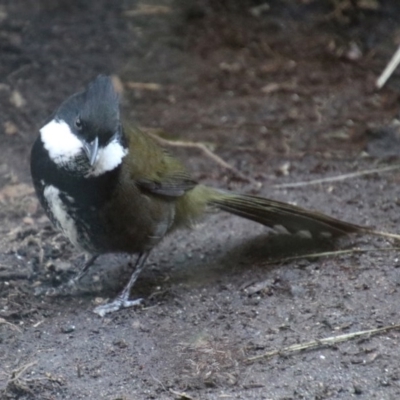 Psophodes olivaceus (Eastern Whipbird) at Tidbinbilla Nature Reserve - 25 Jun 2019 by RodDeb