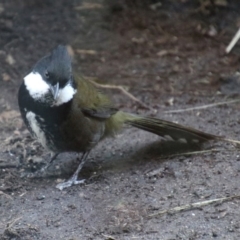 Psophodes olivaceus (Eastern Whipbird) at Paddys River, ACT - 25 Jun 2019 by RodDeb