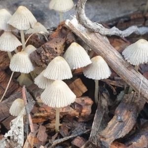 Coprinellus etc. at Cook, ACT - 15 Jun 2020 09:38 AM