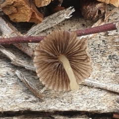 Coprinellus etc. at Cook, ACT - 15 Jun 2020 09:38 AM