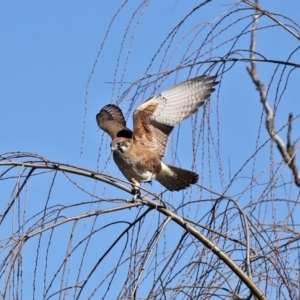 Falco berigora at Fyshwick, ACT - 26 Jun 2020