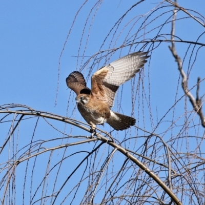 Falco berigora (Brown Falcon) at Jerrabomberra Wetlands - 26 Jun 2020 by RodDeb