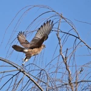 Falco berigora at Fyshwick, ACT - 26 Jun 2020