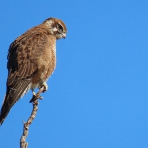 Falco berigora at Fyshwick, ACT - 26 Jun 2020