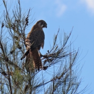 Falco berigora at Fyshwick, ACT - 26 Jun 2020