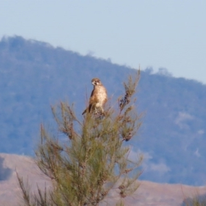 Falco berigora at Fyshwick, ACT - 26 Jun 2020